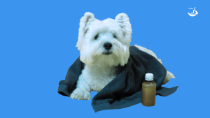 Homeopatia para Pets