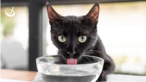 Gato ingerir água: saiba quando é normal e quando é um alerta